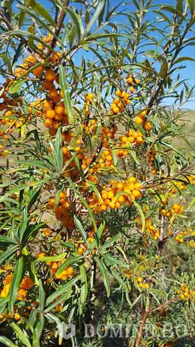  현지 주민들의 소득에 도움이 되는 비타민나무(차차르간) 열매.